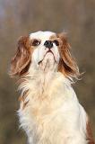 CAVALIER KING CHARLES 360